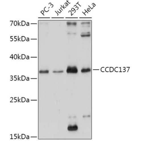 CCDC137 Rabbit pAb