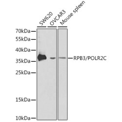 RPB3/POLR2C Rabbit pAb
