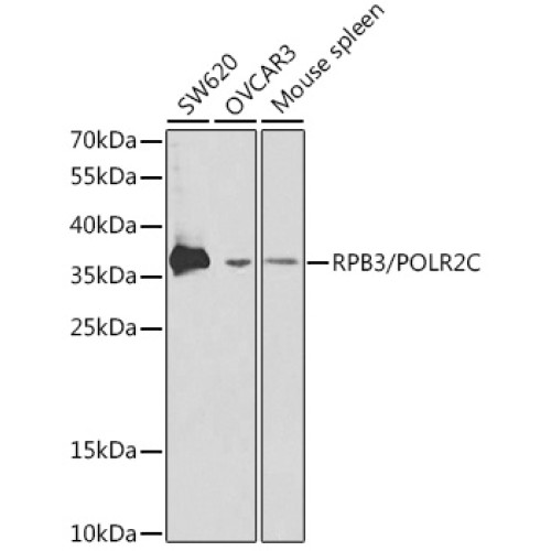 RPB3/POLR2C Rabbit pAb