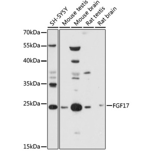 FGF17 Rabbit pAb