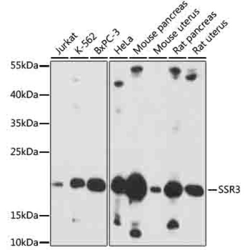 SSR3 Rabbit pAb