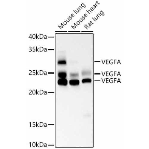 VEGFA Mouse mAb