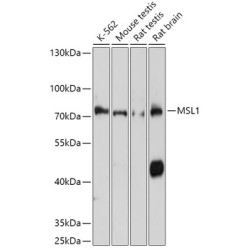 MSL1 Rabbit pAb