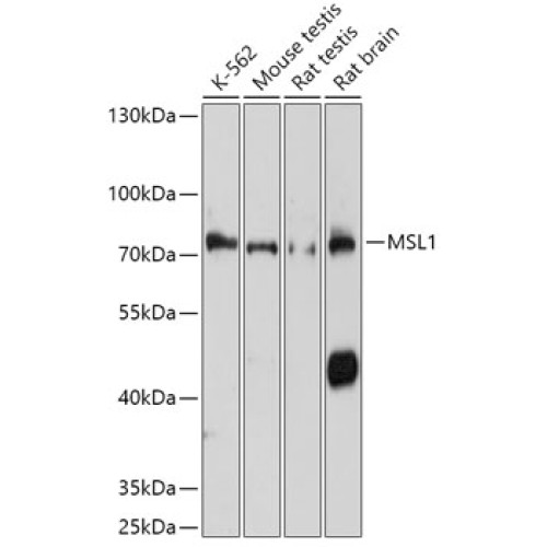 MSL1 Rabbit pAb
