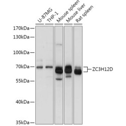 ZC3H12D Rabbit pAb
