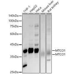 MTCO1 Rabbit pAb