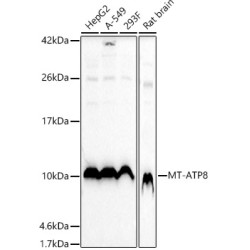 MT-ATP8 Rabbit pAb