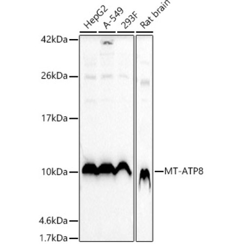 MT-ATP8 Rabbit pAb