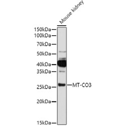 MT-CO3 Rabbit pAb