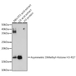 Asymmetric DiMethyl-Histone H3-R17 Rabbit pAb