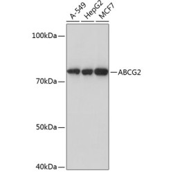 ABCG2 Rabbit mAb