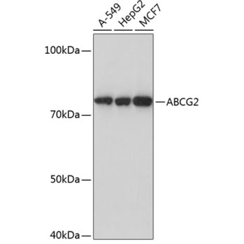 ABCG2 Rabbit mAb
