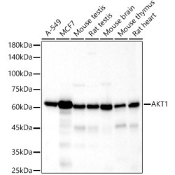AKT1 Rabbit mAb