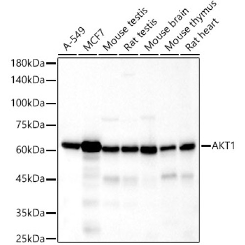 AKT1 Rabbit mAb