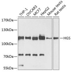 HGS Rabbit pAb