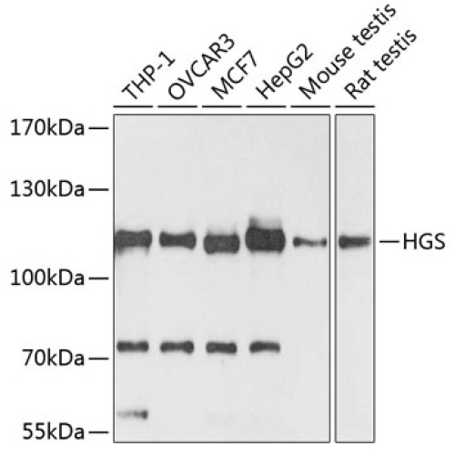 HGS Rabbit pAb