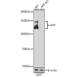 [KO Validated] APP Rabbit mAb