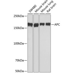 APC Rabbit mAb