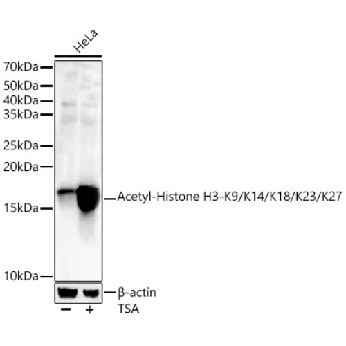 Acetyl-Histone H3-K9/K14/K18/K23/K27 Rabbit pAb