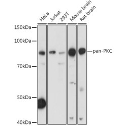 pan-PKC Rabbit pAb