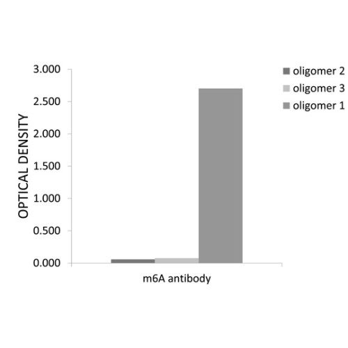 N6-methyladenosine / m6A Rabbit pAb