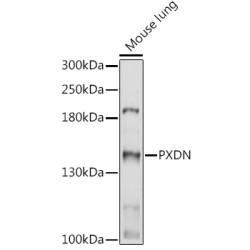 PXDN Rabbit pAb