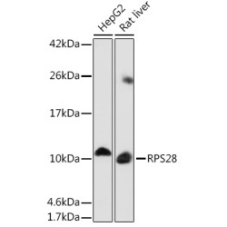 RPS28 Rabbit pAb
