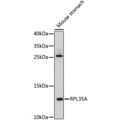 RPL35A Rabbit pAb