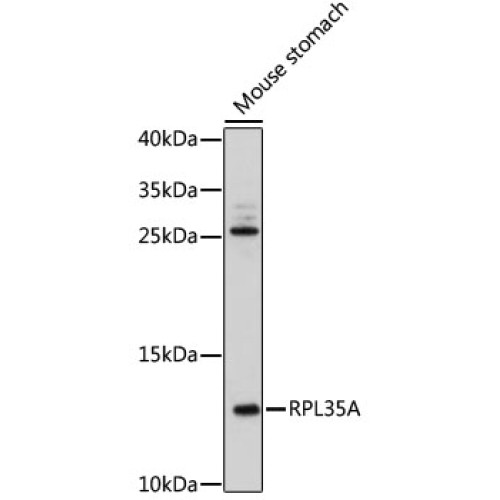 RPL35A Rabbit pAb