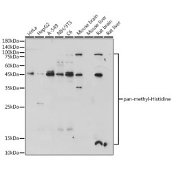 pan-methyl-Histidine Rabbit pAb