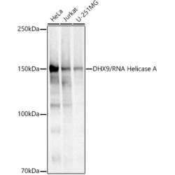 DHX9/RNA Helicase A Rabbit pAb