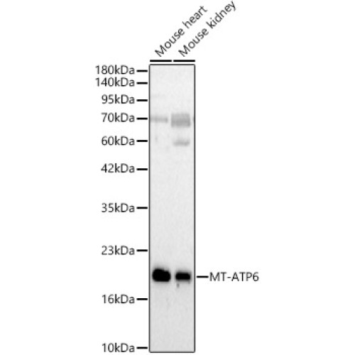 MT-ATP6 Rabbit pAb