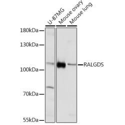 RALGDS Rabbit pAb