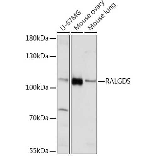 RALGDS Rabbit pAb