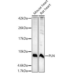 PLN Rabbit pAb