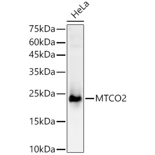 MTCO2 Rabbit pAb