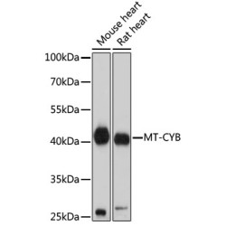 MT-CYB Rabbit pAb