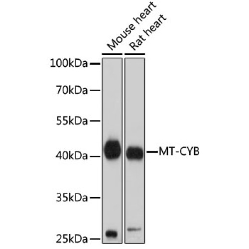 MT-CYB Rabbit pAb