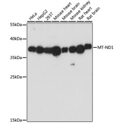 MT-ND1 Rabbit pAb
