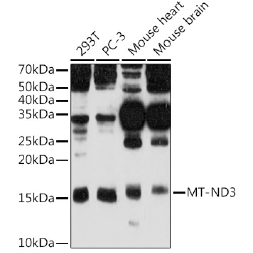 MT-ND3 Rabbit pAb