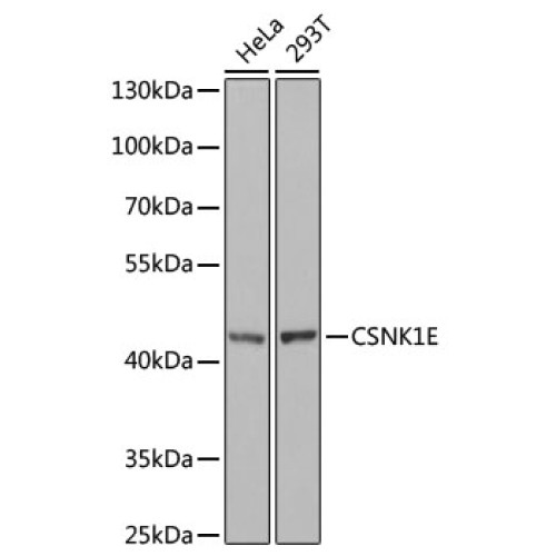 [KO Validated] CSNK1E Rabbit pAb