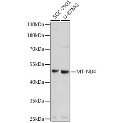 MT-ND4 Rabbit pAb