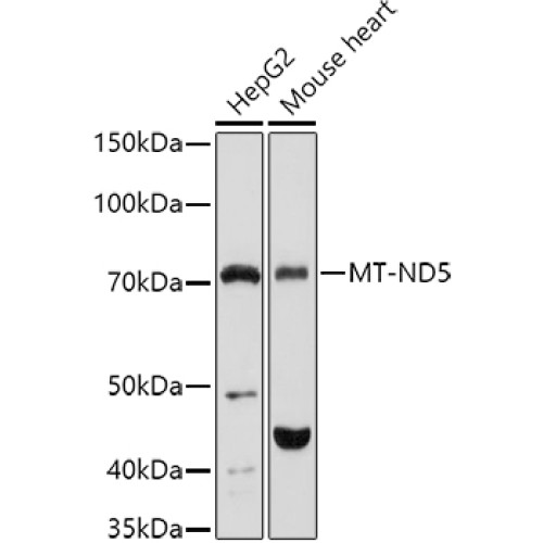 MT-ND5 Rabbit pAb