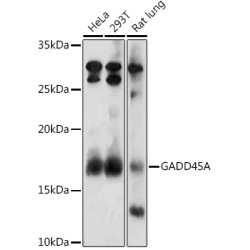 GADD45A Rabbit pAb