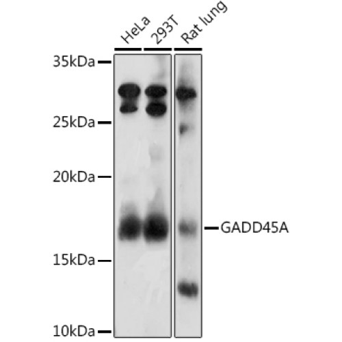 GADD45A Rabbit pAb