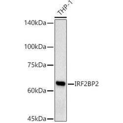 IRF2BP2 Rabbit pAb