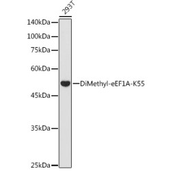 DiMethyl-eEF1A-K55 Rabbit pAb
