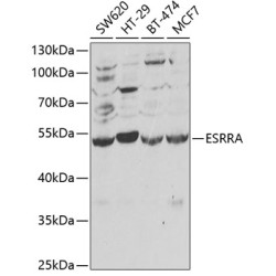 ESRRA Rabbit pAb
