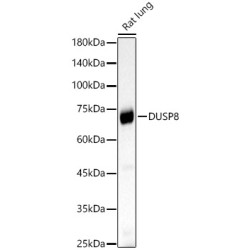 DUSP8 Rabbit pAb