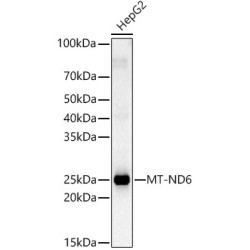 MT-ND6 Rabbit pAb